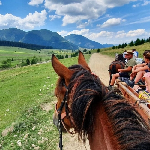 EXCURSIE CU CĂRUȚE ȘI CAI ÎN MUNȚII CIUCULUI
