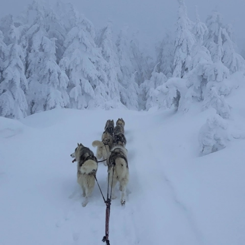 DESCOPERĂ SĂLBĂTICIA MUNȚILOR HARGHITA ALĂTURI DE HUSKY