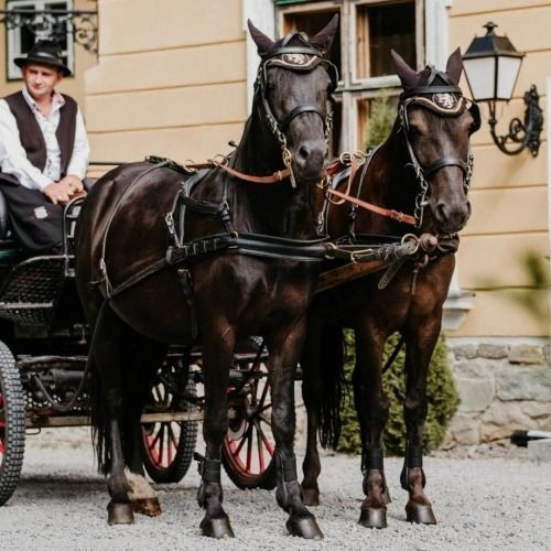 EXCURSIE CU CALEAȘCA SAU SANIA PE DOMENIUL MIKES