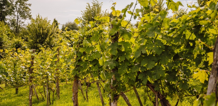 4 TÉTELES BORKÓSTOLÓ A PETRY ESTATE WINERY BIRTOKÁN